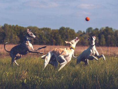 Whippets playing with a ball