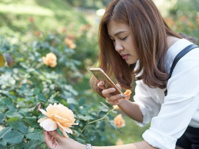 Beautiful Asia Woman Taking Photo For Rose