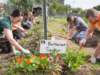 Volunteers planting at a community garden