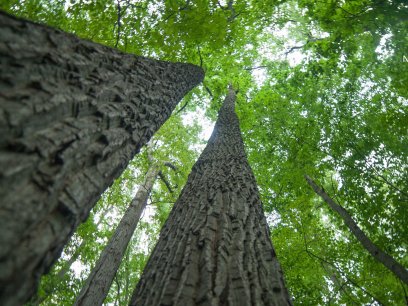 Forest canopy at Rock Creek Park