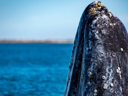 Gray whale migration
