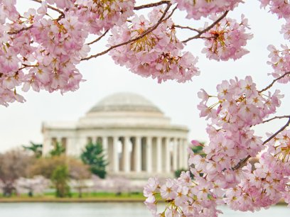 Cherry blossoms blooming near the Jefferson Memorial