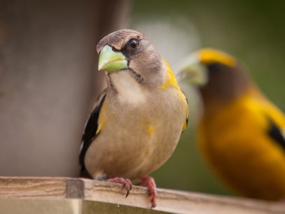 Perched evening grosbeak