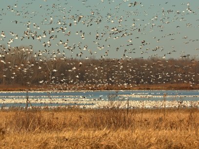 Birds flying in the winter at a marsh