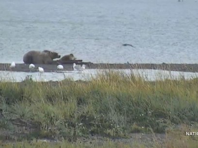 Bears lounging at the river