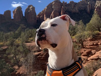 dogs in national parks