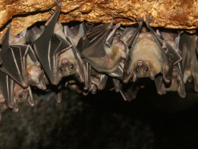 bats hanging from roof of cave