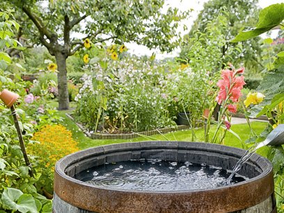 Rain garden