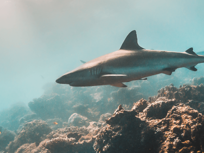 grey reef shark swimming over coral
