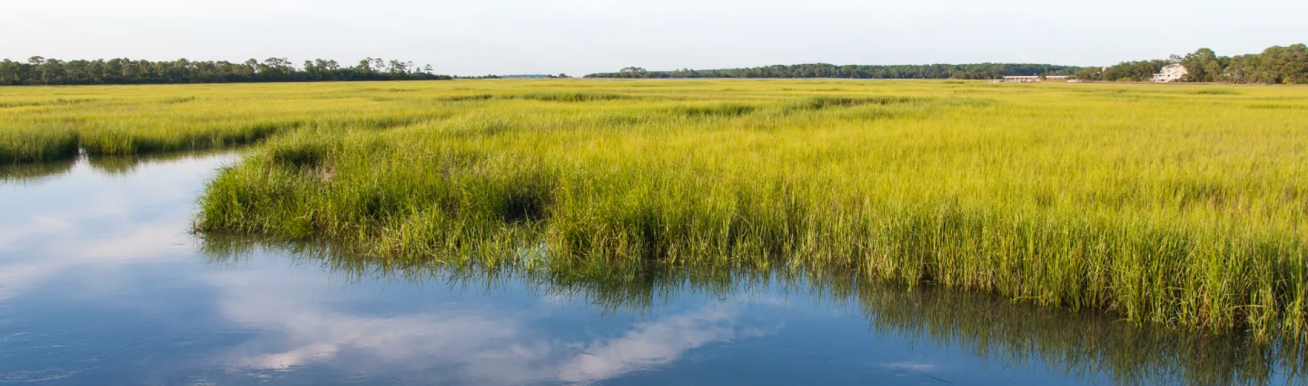 wetlands and grass