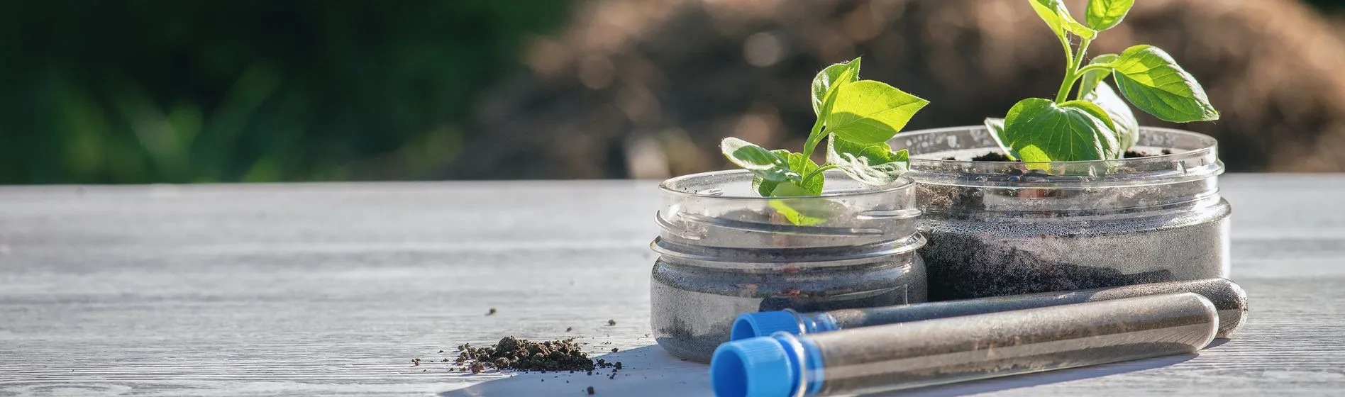 two jars of soil and plant and a test tube with soil sit on a table outside