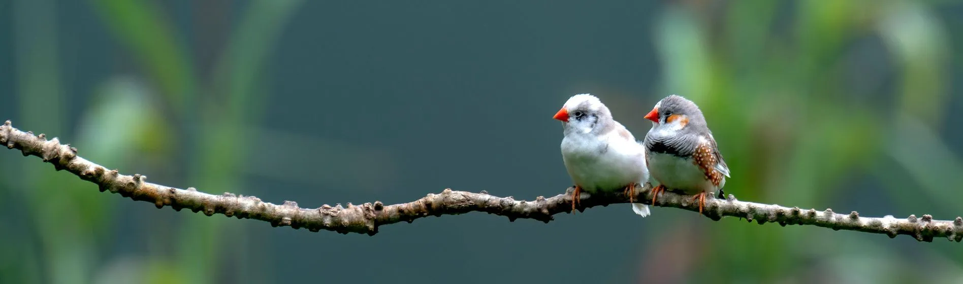 two birds sitting on a branch symbolizing partnership