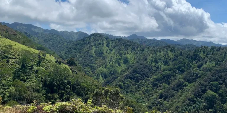 Photo of the EWA forest reserve in Hawaii from a viewpoint overlook