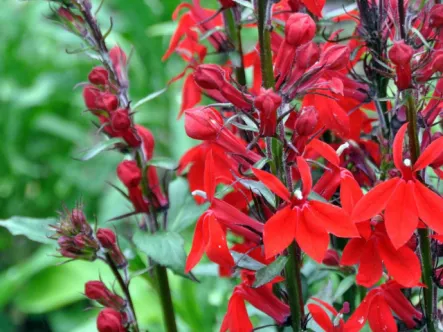 Invasive red plant