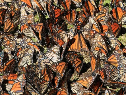 Monarch migration