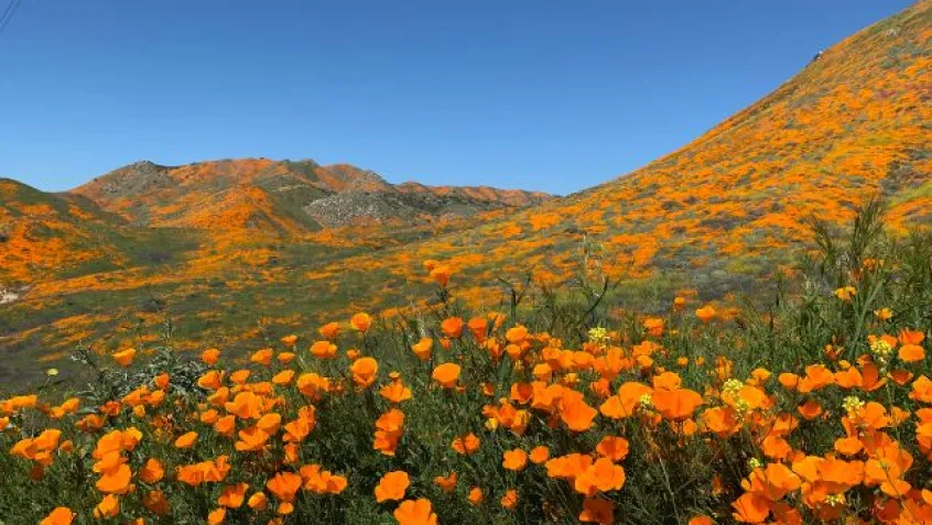 California poppies in orange bloom covering the fields and hills