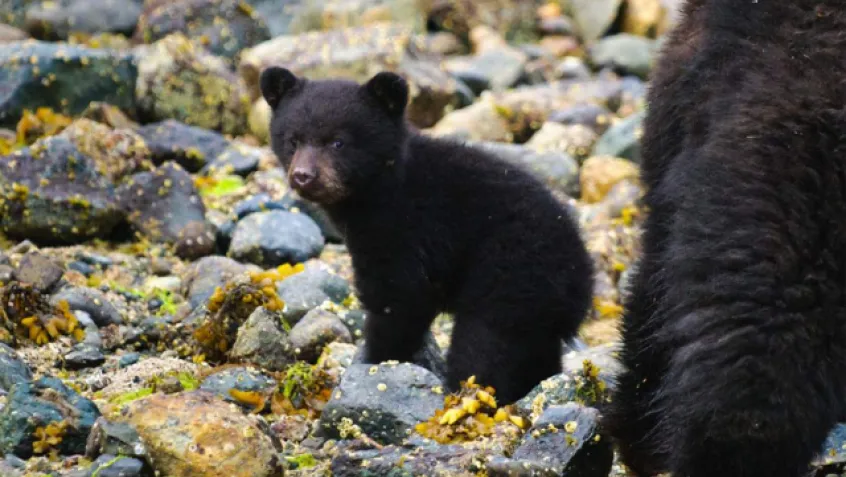 Bear cub walking on rocks with mother nearby