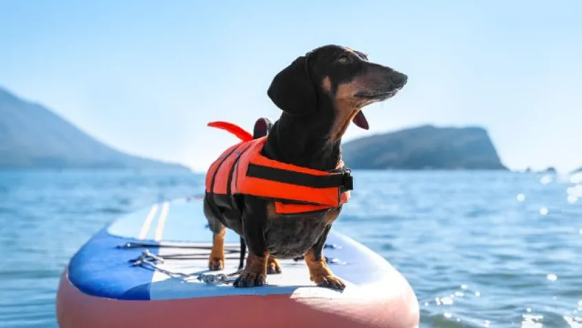 a small dog wearing a life jacket stands on a paddle board on the water