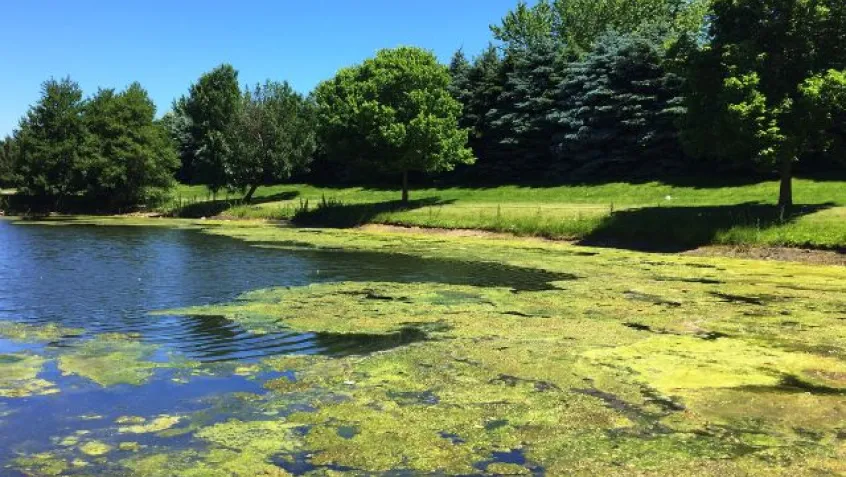 green alga covers the top of a pond surrounded by trees and blue sky