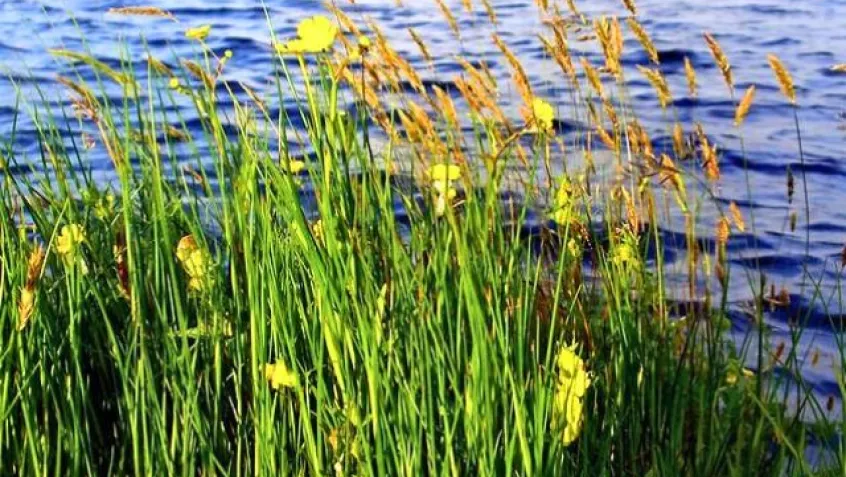 riparian planting of native plants in Chickasaw Park