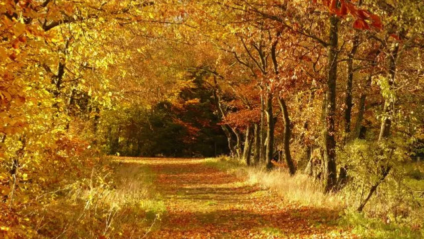 A trail in the forest with fall foliage 