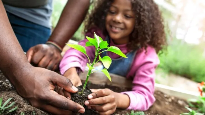 a young girl plants a starter plant with the help of an adult in a urban garden 