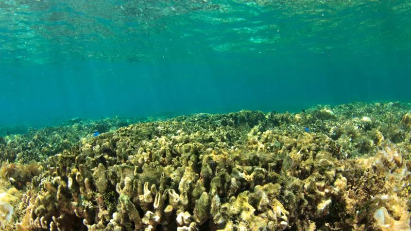 An underwater view of coral bleaching