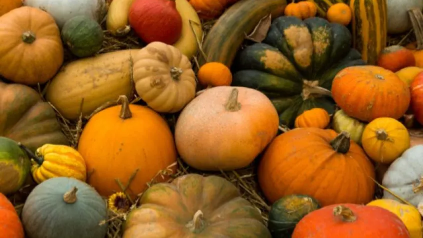 a variety of autumn pumpkins and gourds