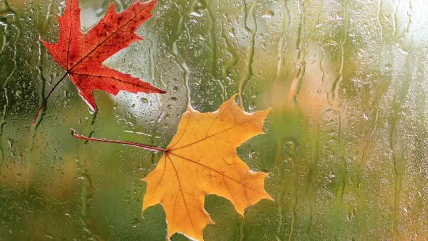 a red and yellow leaf stick to a window wet with rain in autumn
