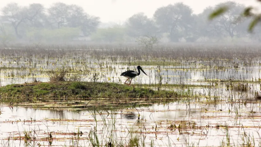 A photo of a swamp with a heron hunting for fish.