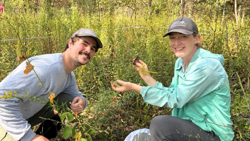 a woman holds a Monarch butterfly that has been tagged with a fellow volunteer