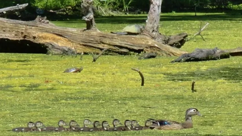 Algal bloom in Kardon Park, Downingtown, PA