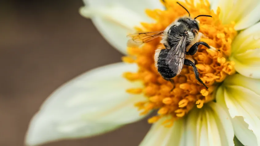 Bee on a flower