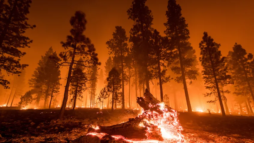 fire burning a forest with a log in flames and red sky