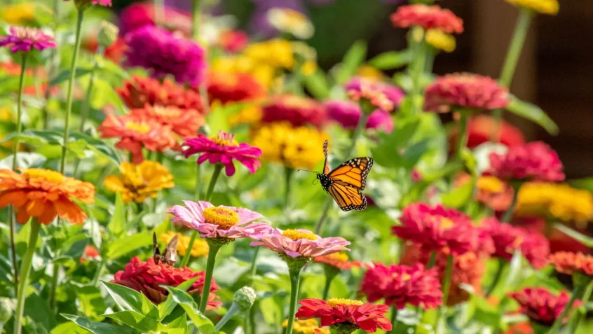 Photo of monarch butterfly over bed of flowers