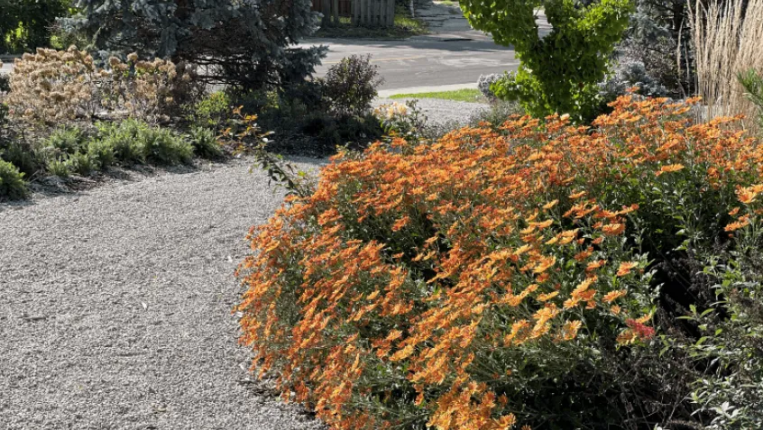 orange flowers on a path in Cincinnati city garden