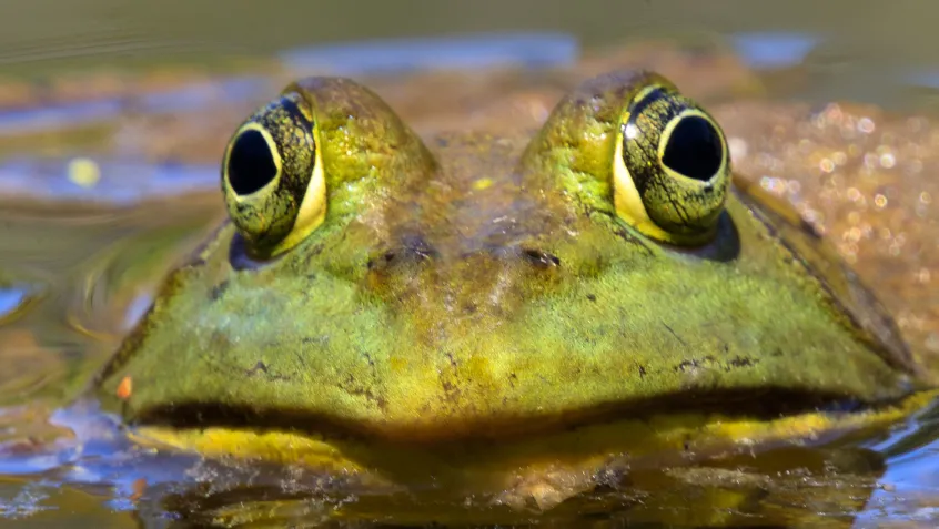 American Bullfrog coming out of water