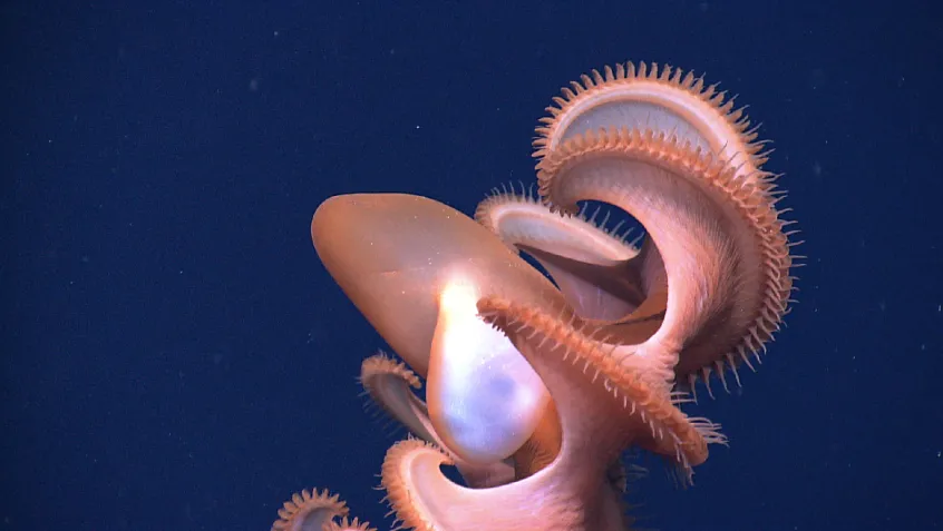 Dumbo octopus (Cirrothauma murrayi)