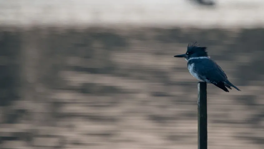 Belted kingfisher overlooks the water