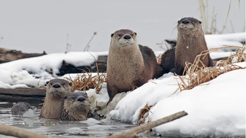 Four river otters on a snowy riverbank