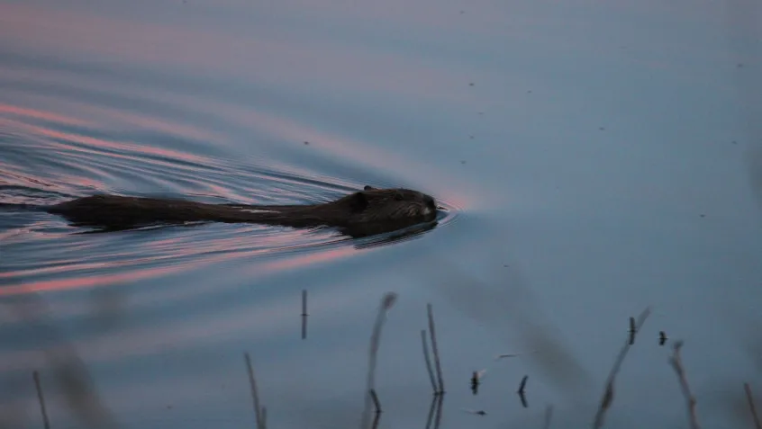 A beaver swimming through the water