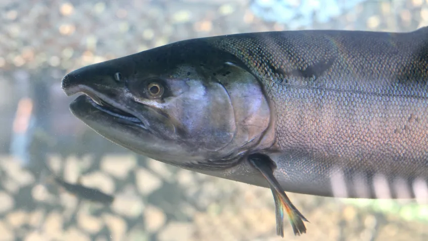 Adult coho salmon in large aquarium