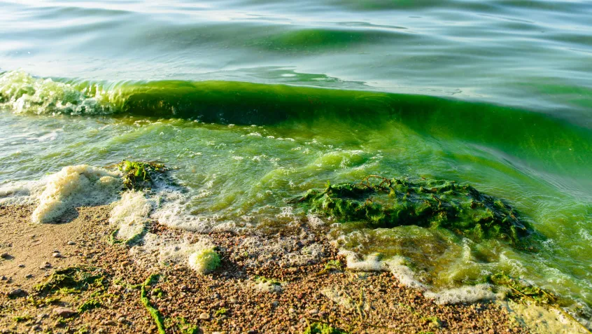 Toxic algae is closing beaches
