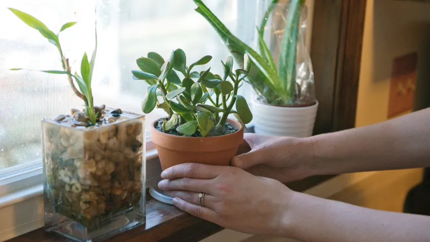 Household plants improve indoor air quality
