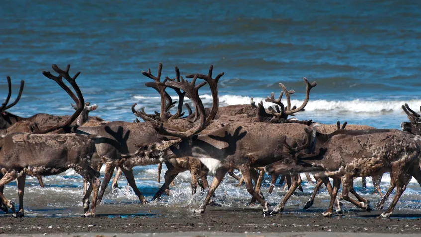 Reindeer in north of Wales, Alaska