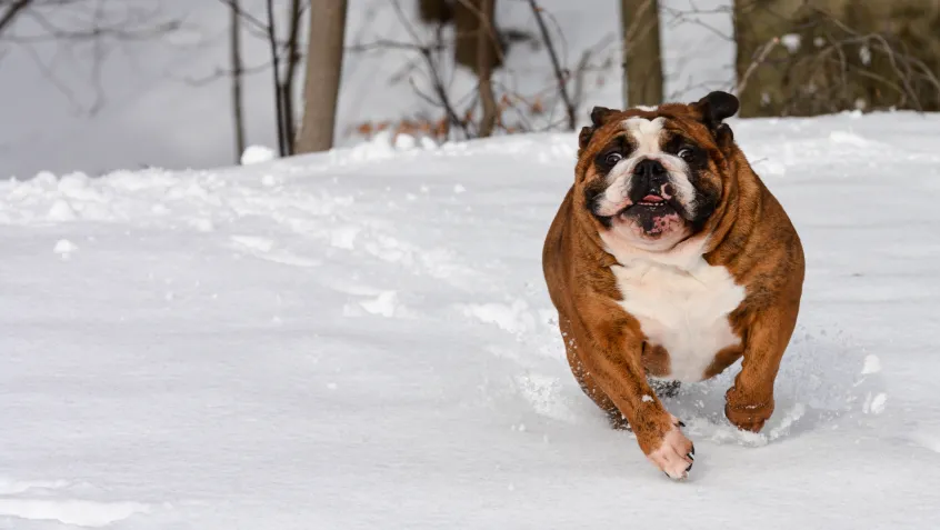 Dog in Snow