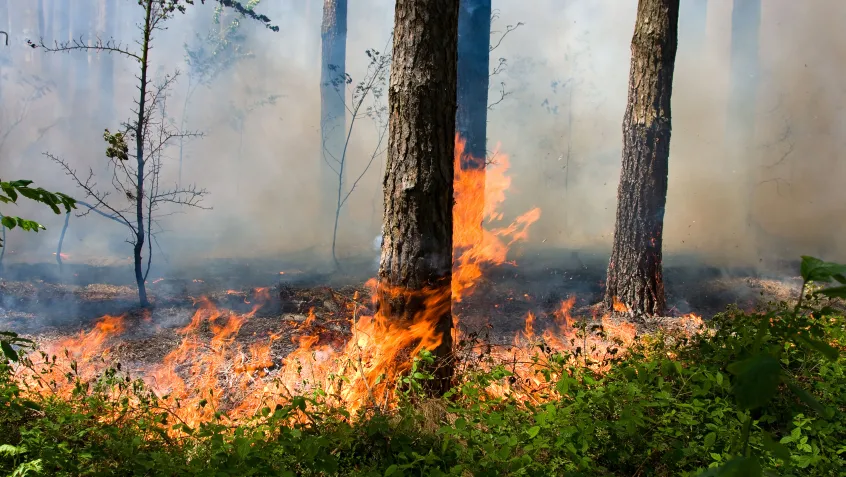 Forest Fires