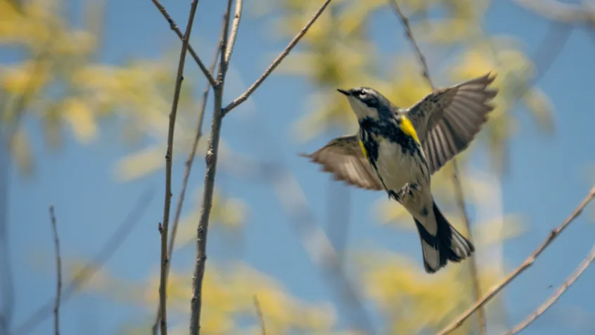 Yellow-rumped warbler in flight