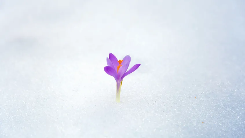 Flower blooming in snow