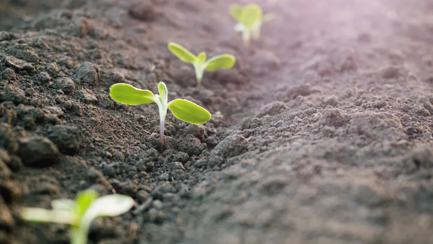 Spring gardening tips for sustainability